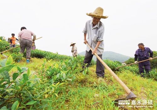 鼠茅草,鼠茅草種子,鼠茅草價格,鼠茅草廠家,鼠毛草,果園綠肥,綠肥,鼠茅草種植視頻，鼠茅草圖片，防止土壤流失，護坡，土壤修復，嘉禾源碩