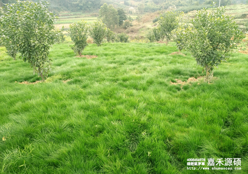 鼠茅草,鼠茅草種子,鼠茅草價格,鼠茅草廠家,鼠毛草,果園綠肥,綠肥,鼠茅草種植視頻，鼠茅草圖片，防止土壤流失，護坡，土壤修復，嘉禾源碩