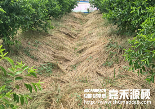 鼠茅草,鼠茅草種子,鼠茅草價格,鼠茅草廠家,鼠毛草,果園綠肥，綠肥種子,綠肥,鼠茅草種植視頻，鼠茅草圖片，嘉禾源碩