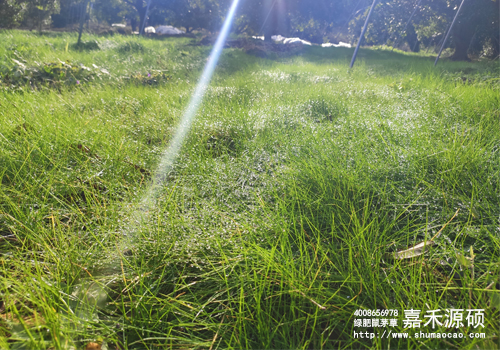 鼠茅草,鼠茅草種子,鼠茅草價(jià)格,鼠茅草廠家,鼠毛草,果園綠肥，綠肥種子,綠肥,鼠茅草種植視頻，鼠茅草圖片，嘉禾源碩