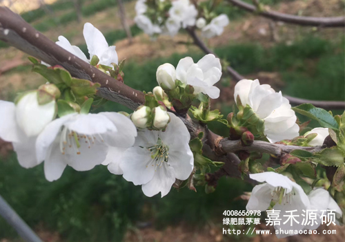 鼠茅草,鼠茅草種子,鼠茅草價(jià)格,鼠茅草廠家,鼠毛草,果園綠肥，綠肥種子,綠肥,鼠茅草種植視頻，鼠茅草圖片，嘉禾源碩