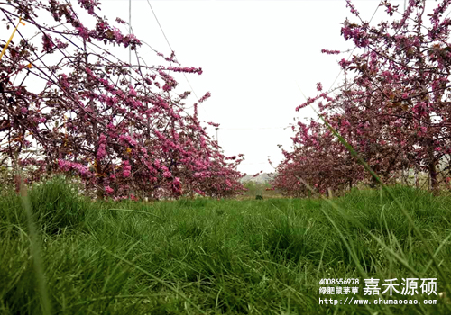 鼠茅草,鼠茅草種子,鼠茅草價(jià)格,鼠茅草廠家,鼠毛草,果園綠肥，綠肥種子,綠肥,鼠茅草種植視頻，鼠茅草圖片，嘉禾源碩