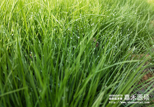 鼠茅草,鼠茅草種子,鼠茅草價(jià)格,鼠茅草廠家,鼠毛草,果園綠肥，綠肥種子,綠肥,鼠茅草種植視頻，鼠茅草圖片，嘉禾源碩