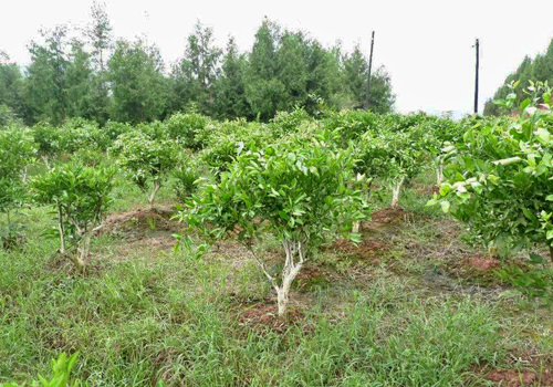 鼠茅草,鼠茅草種子,鼠茅草價格,鼠茅草廠家,鼠毛草,果園綠肥，綠肥種子,綠肥,鼠茅草種植視頻，鼠茅草圖片，嘉禾源碩