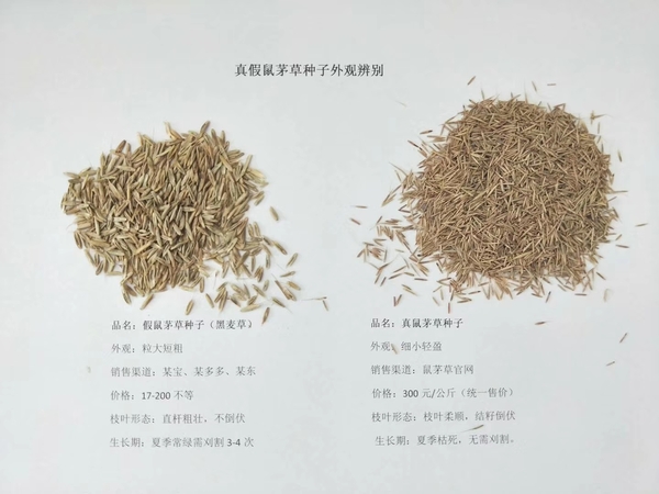 鼠茅草,鼠茅草種子,鼠茅草價格,鼠茅草廠家,鼠毛草,果園綠肥,綠肥,鼠茅草種植視頻，鼠茅草圖片，防止土壤流失，護坡，土壤修復，嘉禾源碩