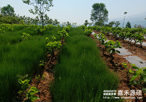 鼠茅草,鼠茅草種子,鼠茅草價(jià)格,鼠茅草廠家,鼠毛草,果園綠肥，綠肥種子,綠肥,鼠茅草種植視頻，鼠茅草圖片，嘉禾源碩