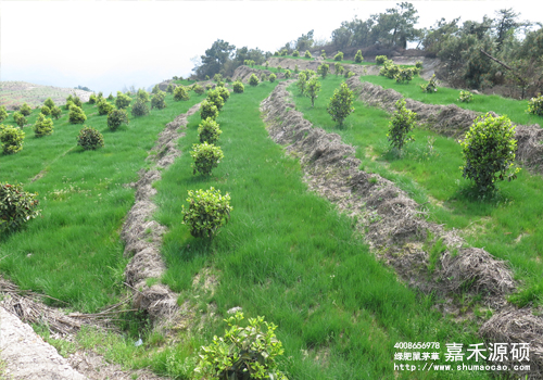 鼠茅草,鼠茅草種子,鼠茅草價格,鼠茅草廠家,鼠毛草,果園綠肥,綠肥,鼠茅草種植視頻，鼠茅草圖片，防止土壤流失，護坡，土壤修復，嘉禾源碩