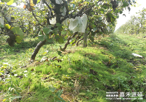 鼠茅草,鼠茅草種子,鼠茅草價格,鼠茅草廠家,鼠毛草,果園綠肥,綠肥,鼠茅草種植視頻，鼠茅草圖片，防止土壤流失，護坡，土壤修復，嘉禾源碩