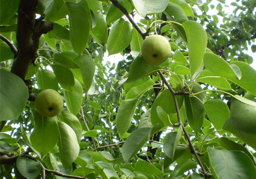 文章附圖