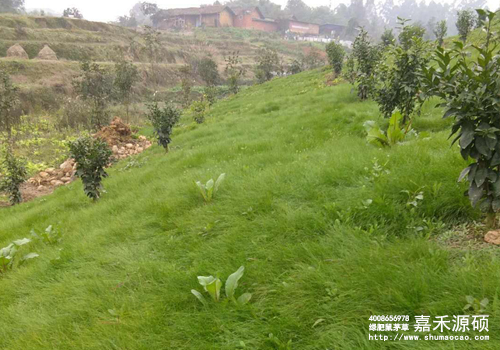 鼠茅草,鼠茅草種子,鼠茅草價(jià)格,鼠茅草廠家,鼠毛草,果園綠肥,綠肥,鼠茅草種植視頻，鼠茅草圖片，防止土壤流失，護(hù)坡，土壤修復(fù)，嘉禾源碩