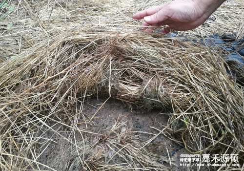 鼠茅草,鼠茅草種子,鼠茅草價(jià)格,鼠茅草廠家,鼠毛草,果園綠肥,綠肥,鼠茅草種植視頻，鼠茅草圖片，防止土壤流失，護(hù)坡，土壤修復(fù)，嘉禾源碩