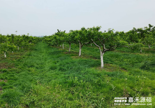 鼠茅草,鼠茅草種子,鼠茅草價(jià)格,鼠茅草廠家,鼠毛草,果園綠肥,綠肥,鼠茅草種植視頻，鼠茅草圖片，防止土壤流失，護(hù)坡，土壤修復(fù)，嘉禾源碩