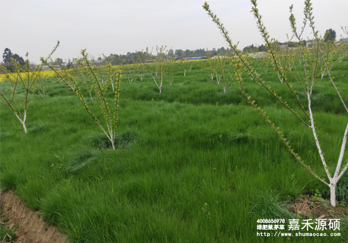 鼠茅草,鼠茅草種子,鼠茅草價(jià)格,鼠茅草廠家,鼠毛草,果園綠肥,綠肥,鼠茅草種植視頻，鼠茅草圖片，防止土壤流失，護(hù)坡，土壤修復(fù)，嘉禾源碩