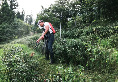 鼠茅草,鼠茅草種子,鼠茅草價格,鼠茅草廠家,鼠毛草,果園綠肥,綠肥,鼠茅草種植視頻，鼠茅草圖片，防止土壤流失，護坡，土壤修復(fù)，嘉禾源碩