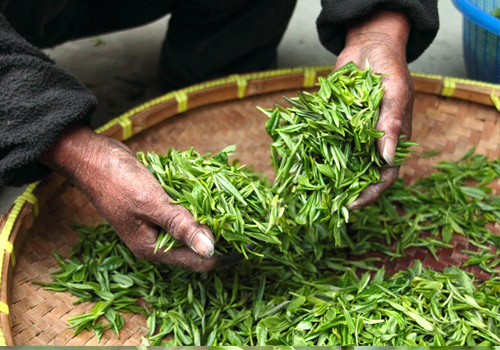 鼠茅草,鼠茅草種子,鼠茅草價格,鼠茅草廠家,鼠毛草,果園綠肥,綠肥,鼠茅草種植視頻，鼠茅草圖片，防止土壤流失，護坡，土壤修復(fù)，嘉禾源碩