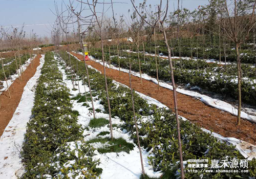 鼠茅草,鼠茅草種子,鼠茅草價格,鼠茅草廠家,鼠毛草,果園綠肥,綠肥,鼠茅草種植視頻，鼠茅草圖片，防止土壤流失，護坡，土壤修復(fù)，嘉禾源碩