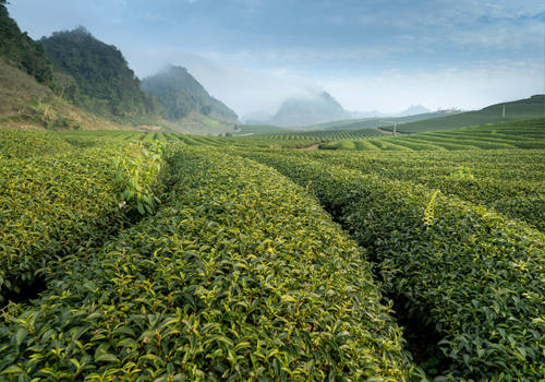 鼠茅草,鼠茅草種子,鼠茅草價格,鼠茅草廠家,鼠毛草,果園綠肥,綠肥,鼠茅草種植視頻，鼠茅草圖片，防止土壤流失，護坡，土壤修復(fù)，嘉禾源碩