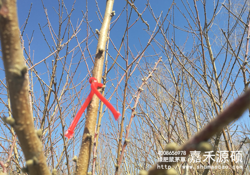 梨小食心蟲，桃小食心蟲，食心蟲，鉆心蟲，梨小迷向絲，性迷向絲，性迷向素，迷向絲，桃