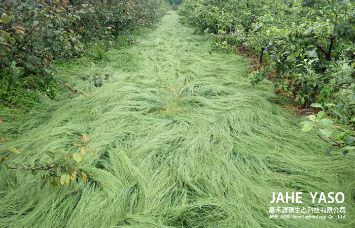 鼠茅草,鼠茅草種子,鼠茅草價格,鼠茅草廠家,鼠毛草,果園綠肥,綠肥,鼠茅草種植視頻，鼠茅草圖片，防止土壤流失，護坡，土壤修復，嘉禾源碩