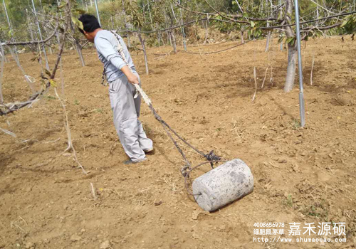 鼠茅草,鼠茅草種子,鼠茅草價格,鼠茅草廠家,鼠毛草,果園綠肥,綠肥,鼠茅草種植視頻，鼠茅草圖片，防止土壤流失，護坡，土壤修復，嘉禾源碩