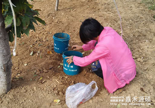 鼠茅草,鼠茅草種子,鼠茅草價格,鼠茅草廠家,鼠毛草,果園綠肥,綠肥,鼠茅草種植視頻，鼠茅草圖片，防止土壤流失，護坡，土壤修復，嘉禾源碩