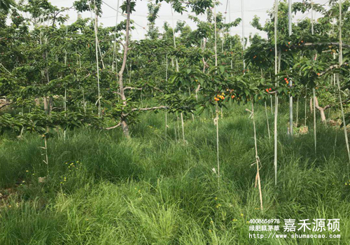 鼠茅草,鼠茅草種子,鼠茅草價格,鼠茅草廠家,鼠毛草,果園綠肥,綠肥,鼠茅草種植視頻，鼠茅草圖片，防止土壤流失，護坡，土壤修復，嘉禾源碩