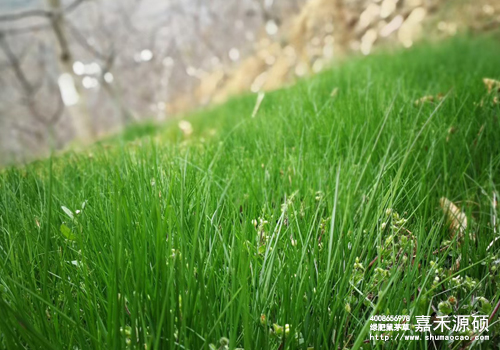 鼠茅草,鼠茅草種子,鼠茅草價(jià)格,鼠茅草廠家,鼠毛草,果園綠肥,綠肥,鼠茅草種植視頻，鼠茅草圖片，防止土壤流失，護(hù)坡，土壤修復(fù)，嘉禾源碩