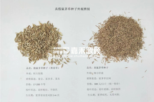 鼠茅草,鼠茅草種子,鼠茅草價格,鼠茅草廠家,鼠毛草,果園綠肥，綠肥種子,綠肥,鼠茅草種植視頻，鼠茅草圖片，嘉禾源碩