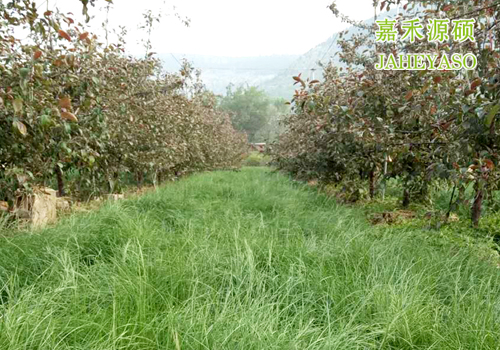 鼠茅草,鼠茅草種子,鼠茅草價格,鼠茅草廠家,鼠毛草,果園綠肥，綠肥種子,綠肥,鼠茅草種植視頻，鼠茅草圖片，嘉禾源碩