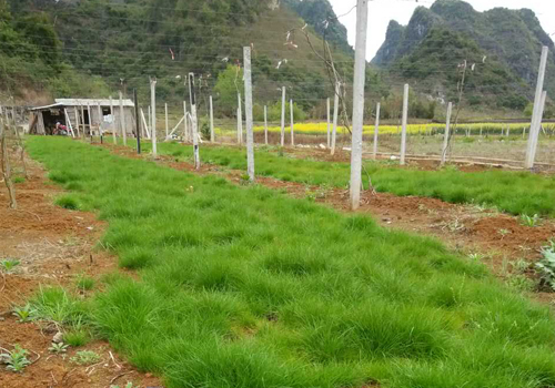 鼠茅草,鼠茅草種子,鼠茅草價(jià)格,鼠茅草廠家,鼠毛草,綠肥種子,綠肥,嘉禾源碩