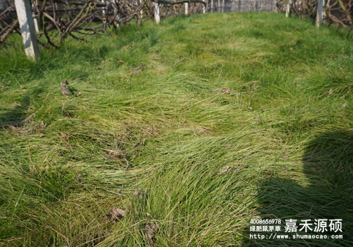 鼠茅草,鼠茅草種子,鼠茅草價格,鼠茅草廠家,鼠毛草,果園綠肥，綠肥種子,綠肥,鼠茅草種植視頻，鼠茅草圖片，嘉禾源碩