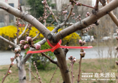 鼠茅草,鼠茅草種子,鼠茅草價格,鼠茅草廠家,鼠毛草,果園綠肥，綠肥種子,綠肥,鼠茅草種植視頻，鼠茅草圖片，迷向絲，梨小食心蟲，嘉禾源碩