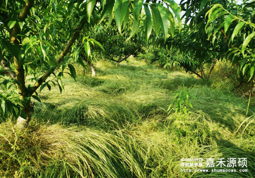 鼠茅草,鼠茅草種子,鼠茅草價格,鼠茅草廠家,鼠毛草,果園綠肥，綠肥種子,綠肥,鼠茅草種植視頻，鼠茅草圖片，嘉禾源碩