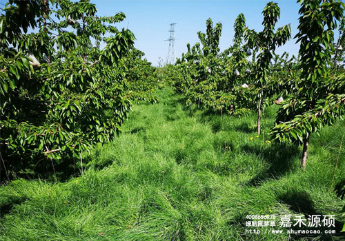 鼠茅草,鼠茅草種子,鼠茅草價(jià)格,鼠茅草廠家,鼠毛草,果園綠肥，綠肥種子,綠肥,鼠茅草種植視頻，鼠茅草圖片，嘉禾源碩