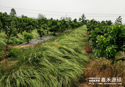 鼠茅草,鼠茅草種子,鼠茅草價(jià)格,鼠茅草廠家,鼠毛草,果園綠肥，綠肥種子,綠肥,鼠茅草種植視頻，鼠茅草圖片，嘉禾源碩