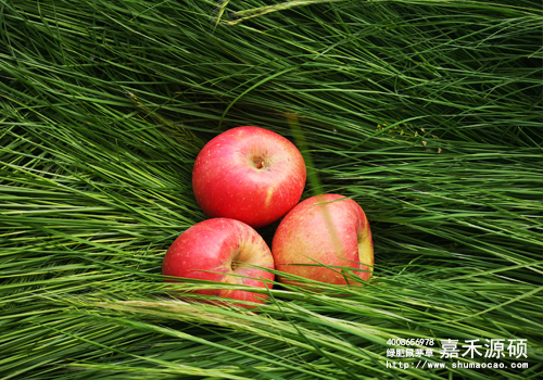 鼠茅草,鼠茅草種子,鼠茅草價(jià)格,鼠茅草廠家,鼠毛草,果園綠肥，綠肥種子,綠肥,鼠茅草種植視頻，鼠茅草圖片，嘉禾源碩