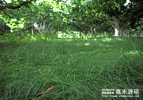 鼠茅草,鼠茅草種子,鼠茅草價(jià)格,鼠茅草廠家,鼠毛草,果園綠肥，綠肥種子,綠肥,鼠茅草種植視頻，鼠茅草圖片，嘉禾源碩