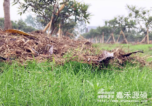 鼠茅草,鼠茅草種子,鼠茅草價格,鼠茅草廠家,鼠毛草,果園綠肥，綠肥種子,綠肥,鼠茅草種植視頻，鼠茅草圖片，嘉禾源碩