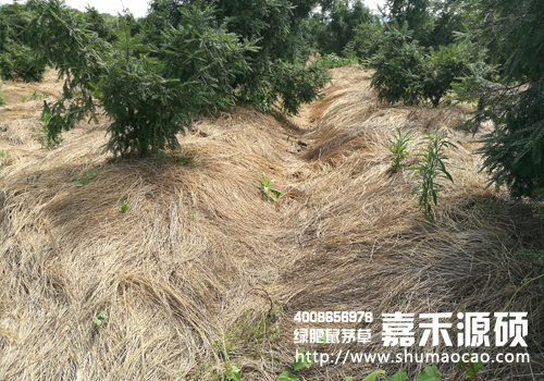 鼠茅草,鼠茅草種子,鼠茅草價格,鼠茅草廠家,鼠毛草,果園綠肥，綠肥種子,綠肥,鼠茅草種植視頻，鼠茅草圖片，嘉禾源碩