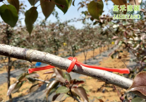 鼠茅草,鼠茅草種子,鼠茅草價格,鼠茅草廠家,鼠毛草,果園綠肥，綠肥種子,綠肥,鼠茅草種植視頻，鼠茅草圖片，迷向絲，梨小食心蟲迷向絲，嘉禾源碩