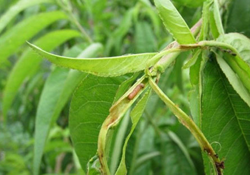 熊蜂丨熊蜂授粉丨熊蜂授粉技術丨Biobest碧奧特熊蜂丨大棚西紅柿授粉丨大棚番茄授粉丨大棚草莓授粉丨鼠茅草丨鼠茅草種子丨鼠茅草種子價格丨嘉禾源碩