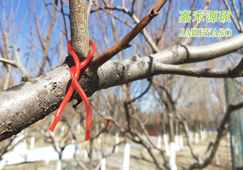 鼠茅草,鼠茅草種子,鼠茅草價格,鼠茅草廠家,鼠毛草,果園綠肥，綠肥種子,綠肥,鼠茅草種植視頻，鼠茅草圖片，嘉禾源碩，迷向絲，梨小食心蟲，鉆心蟲