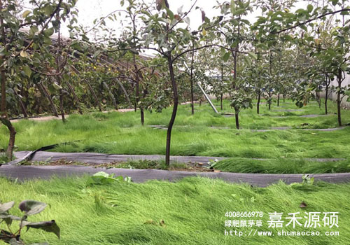 鼠茅草,鼠茅草種子,鼠茅草價格,鼠茅草廠家,鼠毛草,果園綠肥，綠肥種子,綠肥,鼠茅草種植視頻，鼠茅草圖片，嘉禾源碩