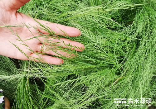 鼠茅草,鼠茅草種子,鼠茅草價格,鼠茅草廠家,鼠毛草,果園綠肥,綠肥,鼠茅草種植視頻，鼠茅草圖片，防止土壤流失，護坡，土壤修復，嘉禾源碩