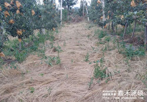 鼠茅草,鼠茅草種子,鼠茅草價格,鼠茅草廠家,鼠毛草,果園綠肥,綠肥,鼠茅草種植視頻，鼠茅草圖片，防止土壤流失，護坡，土壤修復，嘉禾源碩