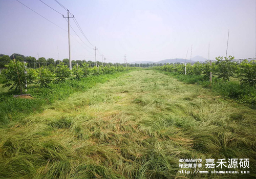 鼠茅草,鼠茅草種子,鼠茅草價格,鼠茅草廠家,鼠毛草,果園綠肥,綠肥,鼠茅草種植視頻，鼠茅草圖片，防止土壤流失，護坡，土壤修復，嘉禾源碩