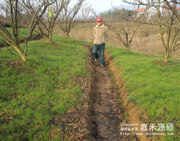 鼠茅草,鼠茅草種子,鼠茅草價格,鼠茅草廠家,鼠毛草,果園綠肥，綠肥種子,綠肥,鼠茅草種植視頻，鼠茅草圖片，嘉禾源碩