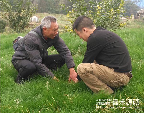 鼠茅草,鼠茅草種子,鼠茅草價格,鼠茅草廠家,鼠毛草,果園綠肥，綠肥種子,綠肥,鼠茅草種植視頻，鼠茅草圖片，嘉禾源碩