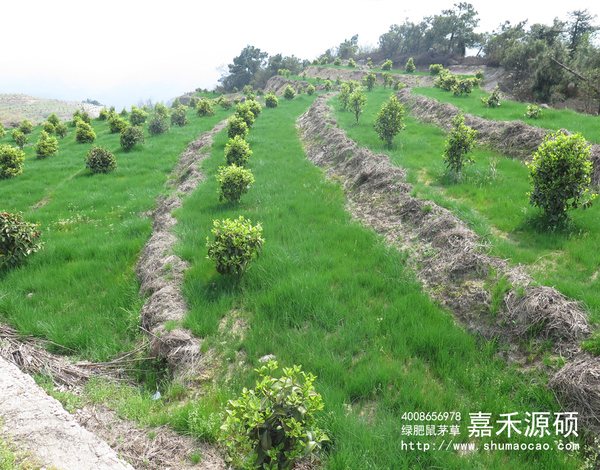 鼠茅草,鼠茅草種子,鼠茅草價格,鼠茅草廠家,鼠毛草,果園綠肥，綠肥種子,綠肥,鼠茅草種植視頻，鼠茅草圖片，嘉禾源碩