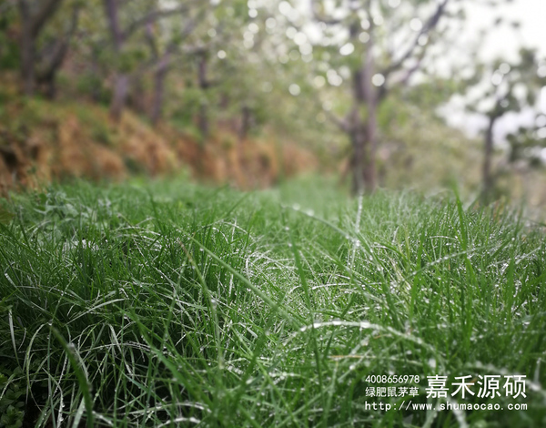 鼠茅草,鼠茅草種子,鼠茅草價格,鼠茅草廠家,鼠毛草,果園綠肥，綠肥種子,綠肥,鼠茅草種植視頻，鼠茅草圖片，嘉禾源碩